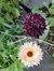 Calendula officinalis "Pink surprise" en internet