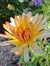 Calendula officinalis "Pink surprise" - Junto a las Rosas