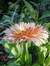Calendula officinalis "Pink surprise" - tienda online