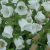 Campanula Medium Mix - comprar online