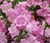 Campanula Medium Mix en internet