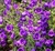 Campanula Medium Mix - Junto a las Rosas