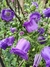 Campanula Medium Violeta Doble