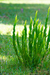 Baccharis trimera - Carqueja - comprar online