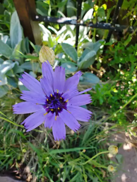 Catananche (20 semillas)