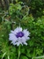 Combo "Romantic Garden" - tienda online