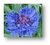 Centaurea cyanus mix en internet