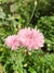 Centaurea cyanus mix