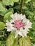 Centaurea cyanus "Classic Romantic"