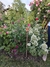 Centranthus ruber alba "Nube de nieve" - Junto a las Rosas