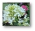 Centranthus ruber alba "Nube de nieve" - tienda online