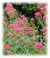Centranthus ruber "Coccineus" - Junto a las Rosas