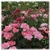 Centranthus ruber "Coccineus" - tienda online