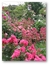 Centranthus ruber "Coccineus" en internet