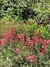Centranthus ruber "Coccineus" - comprar online