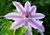 Clematis Nelly Moser (10 semillas) - comprar online