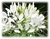 Cleome hassleriana “White Queen” - tienda online
