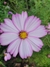 Cosmos bipinnatus Candystripe