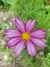 Cosmos bipinnatus Candystripe - comprar online