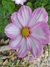 Cosmos bipinnatus Candystripe en internet