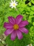 Cosmos bipinnatus Candystripe - Junto a las Rosas