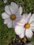 Cosmos bipinnatus Candystripe - tienda online