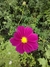 Cosmos bipinnatus Dazzler en internet
