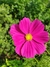 Cosmos bipinnatus Dazzler - comprar online