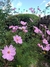Cosmos bipinnatus Pinkie - comprar online