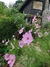 Cosmos bipinnatus Pinkie en internet