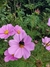 Cosmos bipinnatus Pinkie - Junto a las Rosas