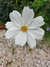Cosmos bipinnatus Purity - comprar online