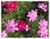 Combo Siembra directa de Primavera - comprar online