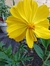 Imagen de Cosmos Sulphureus Crest Lemon