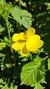 Cosmos Sulphureus Crest Lemon - Junto a las Rosas