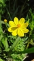 Cosmos Sulphureus Crest Lemon