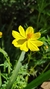 Cosmos Sulphureus Crest Lemon - comprar online