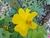 Cosmos Sulphureus Crest Lemon - tienda online