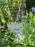 Cosmos bipinnatus Sea Shell Blanco - comprar online