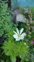 Cosmos bipinnatus Sea Shell Blanco en internet