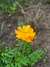 Cosmos Sulphureus Cosmic Orange