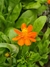 Cosmos Sulphureus Cosmic Orange - Junto a las Rosas