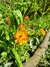 Cosmos Sulphureus Cosmic Orange - comprar online