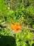 Cosmos Sulphureus Cosmic Orange en internet