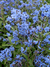 Cynoglossum amabile blue - comprar online
