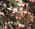Retama, Cytisus Zeelandia