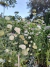 Daucus carota Queen Anne´s Lace - Junto a las Rosas