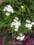 Dianthus barbatus, 'Alba' en internet