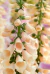 Digitalis "Sutton´s Apricot"