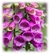 Digitalis purpurea - tienda online